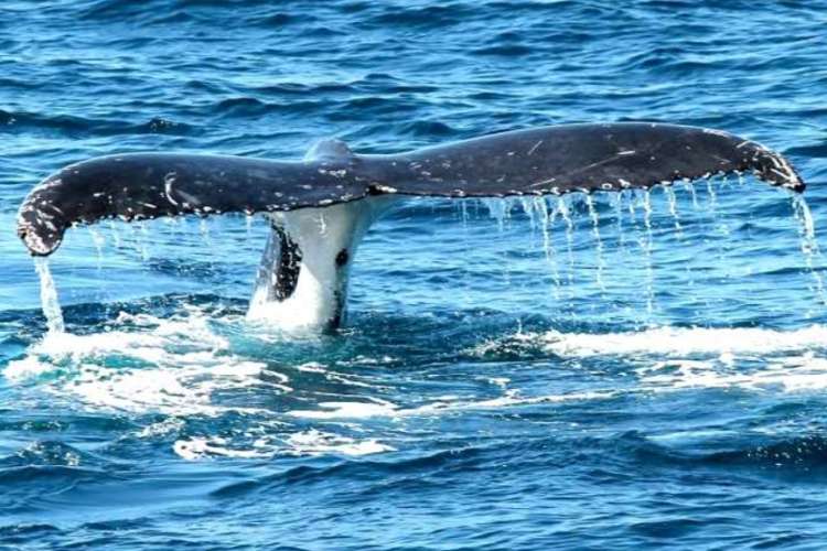 Ballena en Mogán