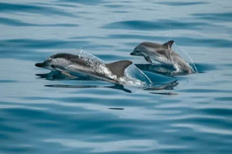 Delfines en Mogán